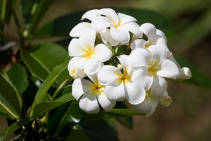 White Plumeria Flowers   Kauai Hawaii 9531